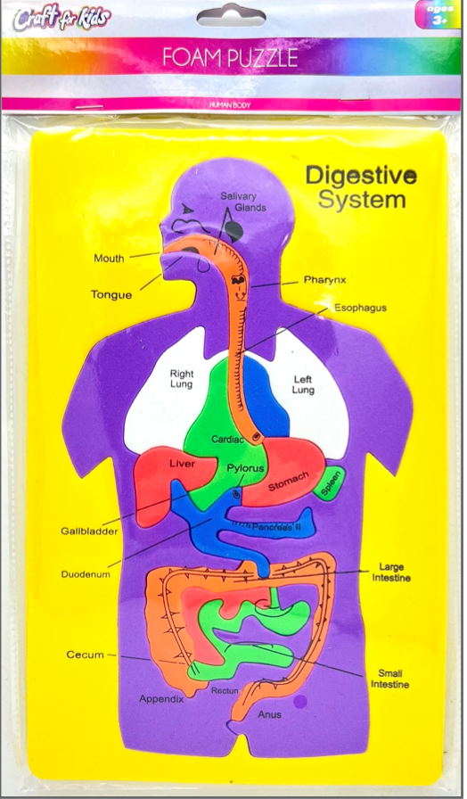 Foam Puzzle-Digestive System